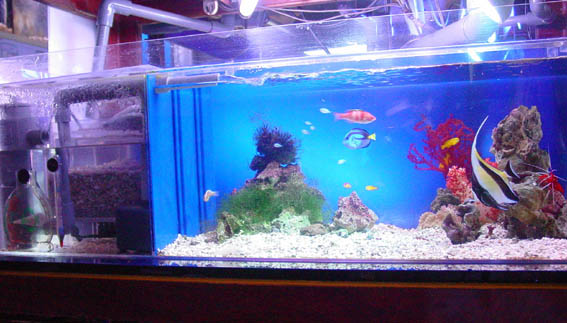 かんたん槽 シリーズ | オリジナル商品 | 海水魚のパイオニア 日海