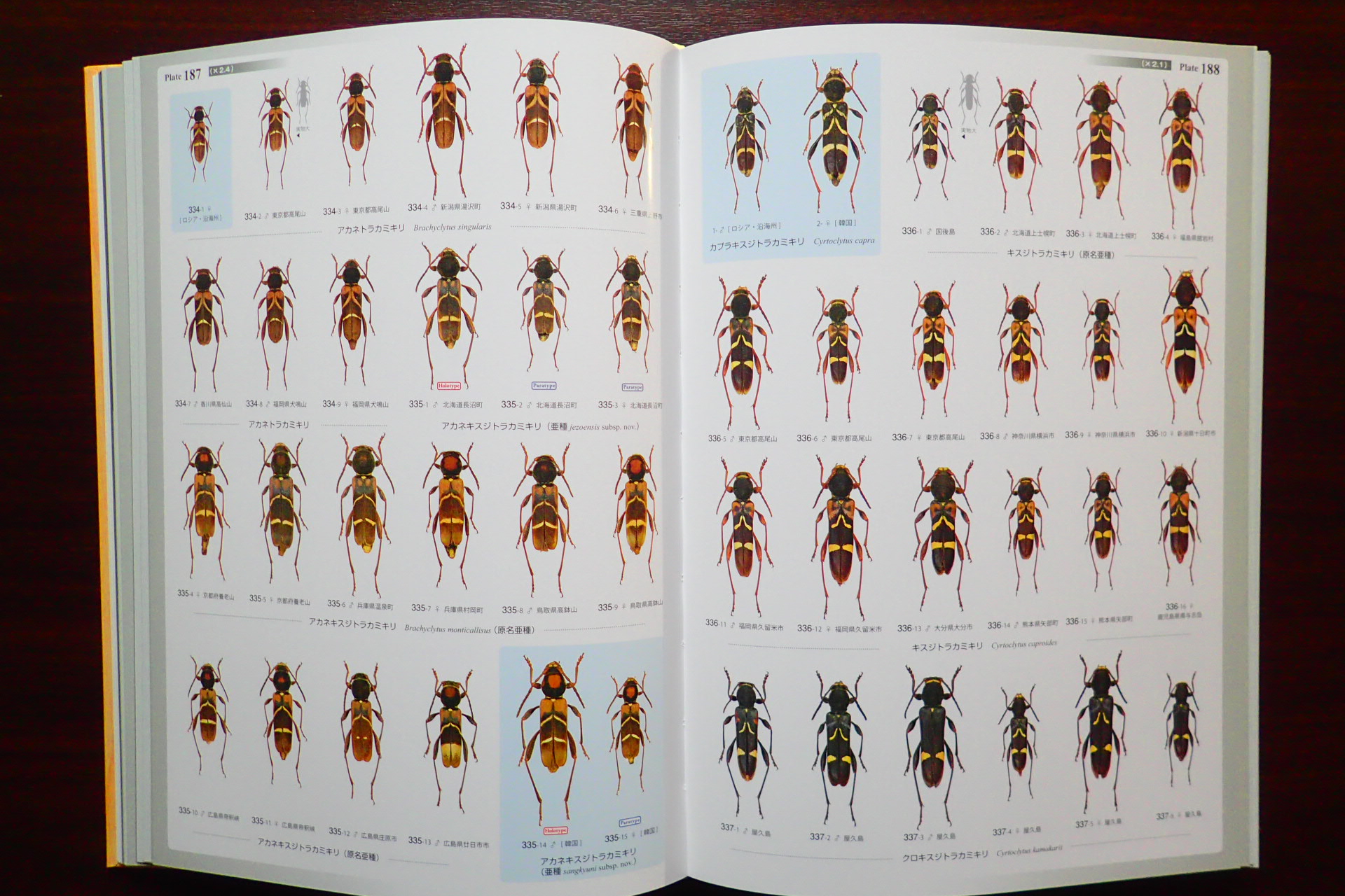 日本産カミキリムシ大図鑑（Ⅱ）、遂に発刊（2023.2.10）