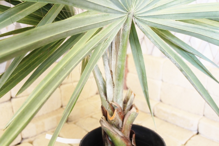 観葉植物 種類/ビスマルキア ノビリス シルバー 高さ約90cm