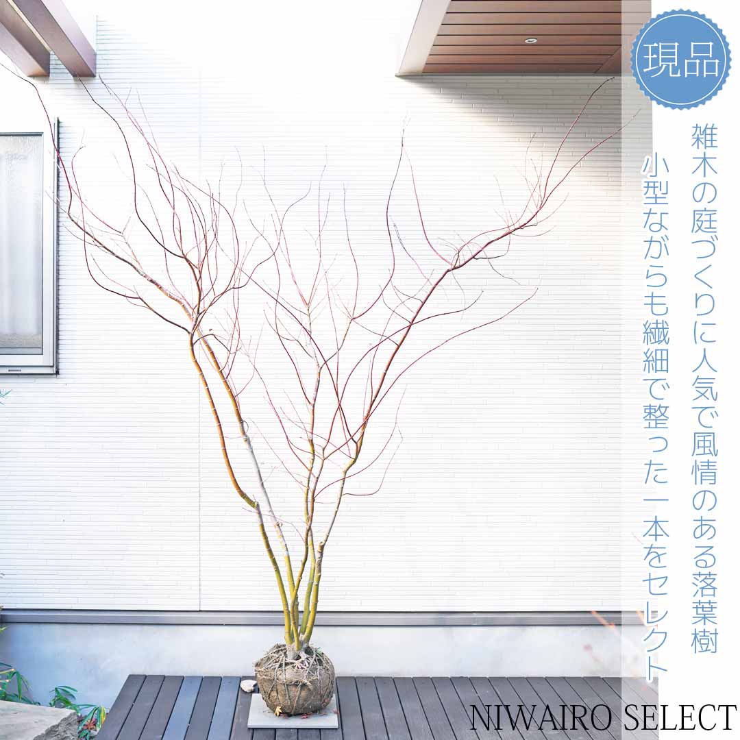 楽天市場】【モミジ】イロハモミジ 紅葉 本株立ち 自然樹形 樹高H≒200