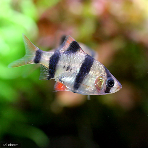 楽天市場】（熱帯魚）スマトラ（6匹） 北海道・九州航空便要保温