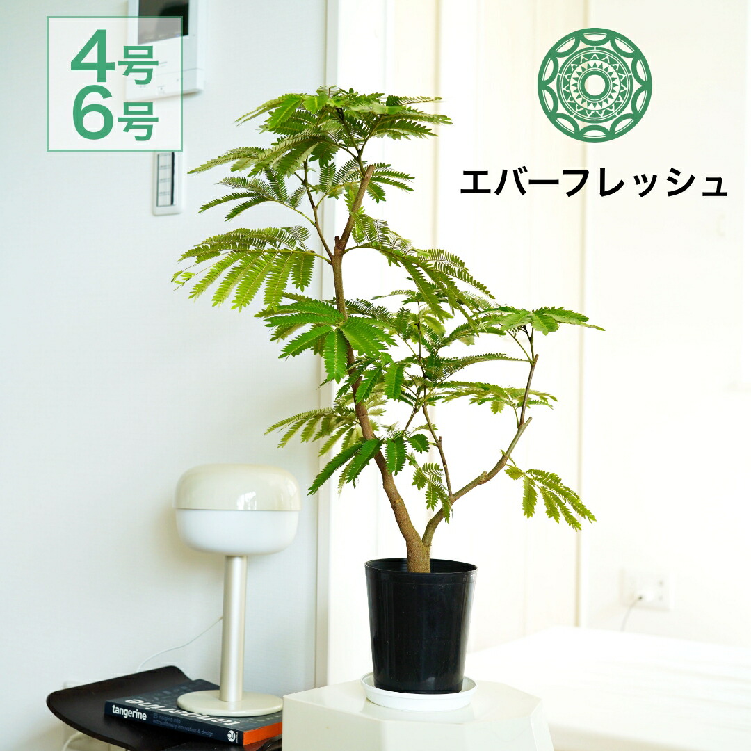 ネムの木 エバーフレッシュ 曲がり 鉢皿付き 【公式通販】