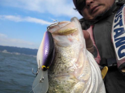 WooDream ノーネイムクランク 藤井パープル グリットデザインNO