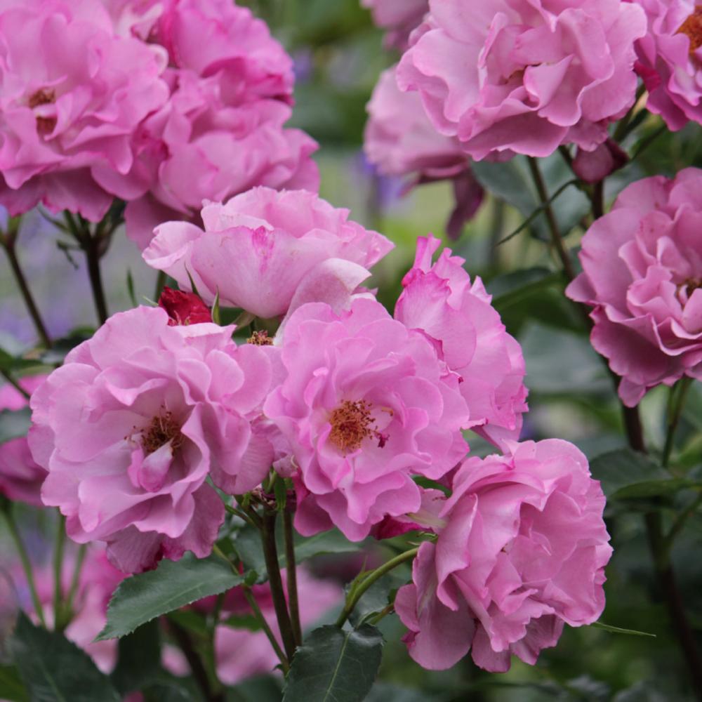 バラ予約】 バラ大苗 レスポワール 【申込期限：2月22日】 の通販