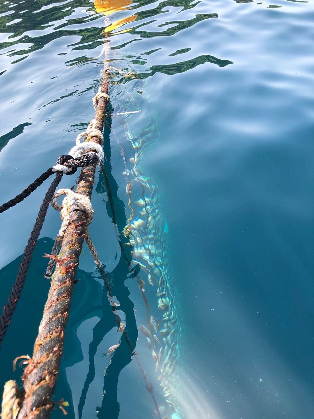 ホタテの養殖の流れをご紹介します｜株式会社隆勝丸