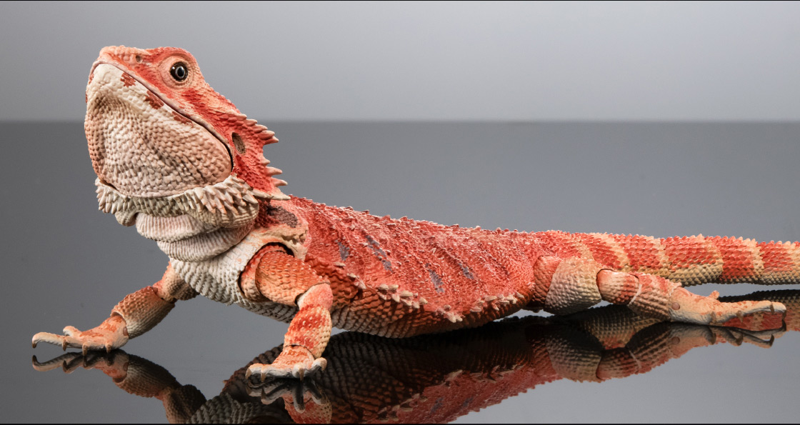 いきもの大図鑑プレミアム フトアゴヒゲトカゲ｜いきもの大図鑑