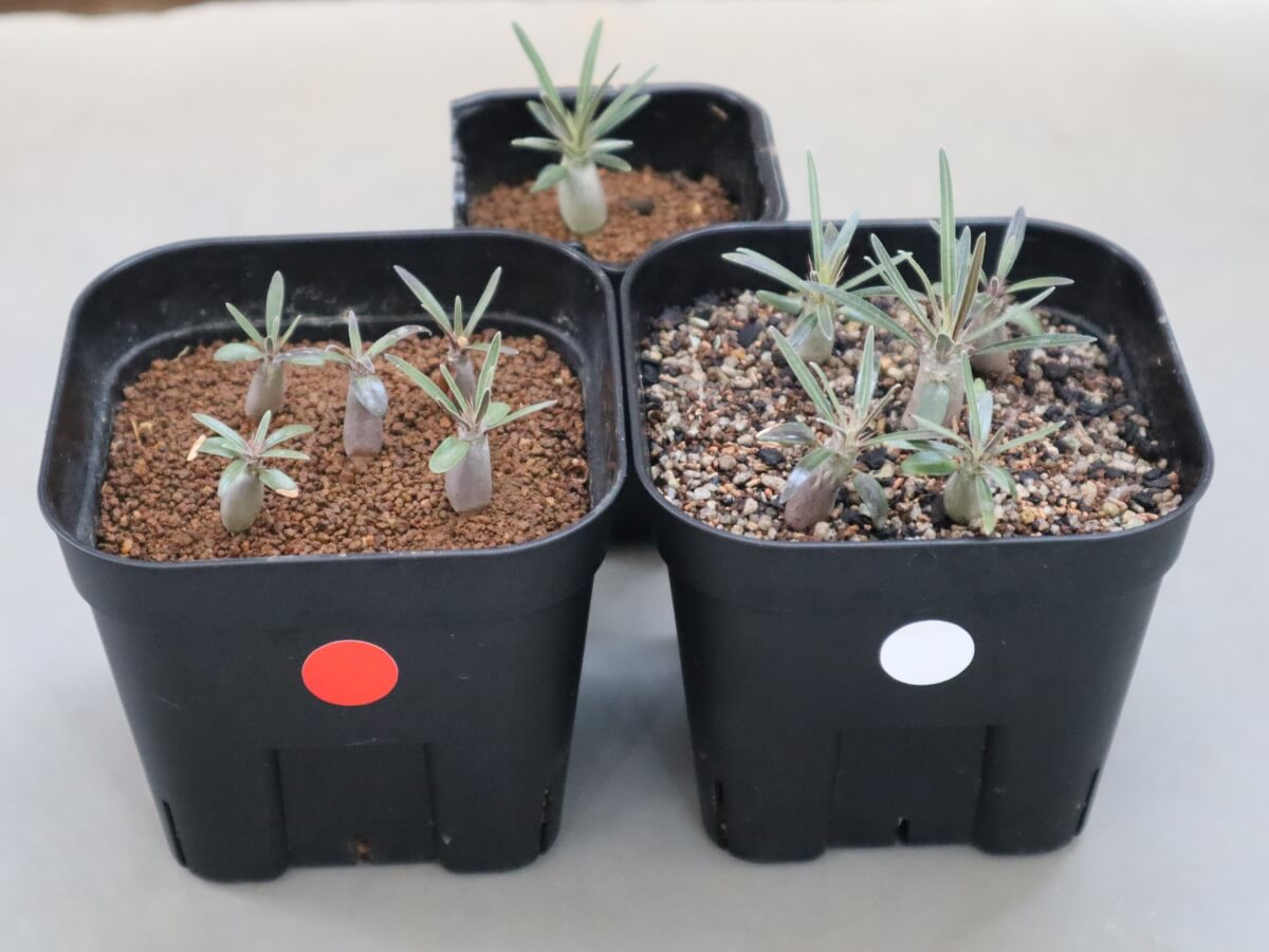 グラキリス実生株！梱包に自信あり！ グラキリス実生株！梱包に自信