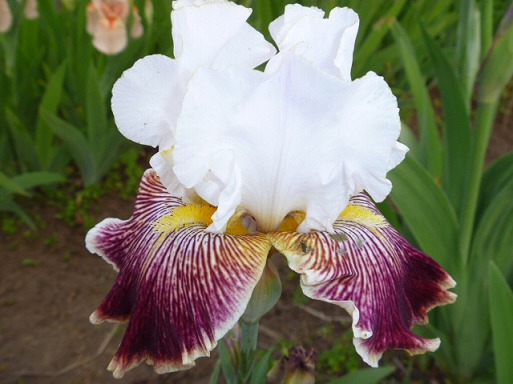 お客様の声：ジャーマンアイリス通信販売 花さかじじいネット