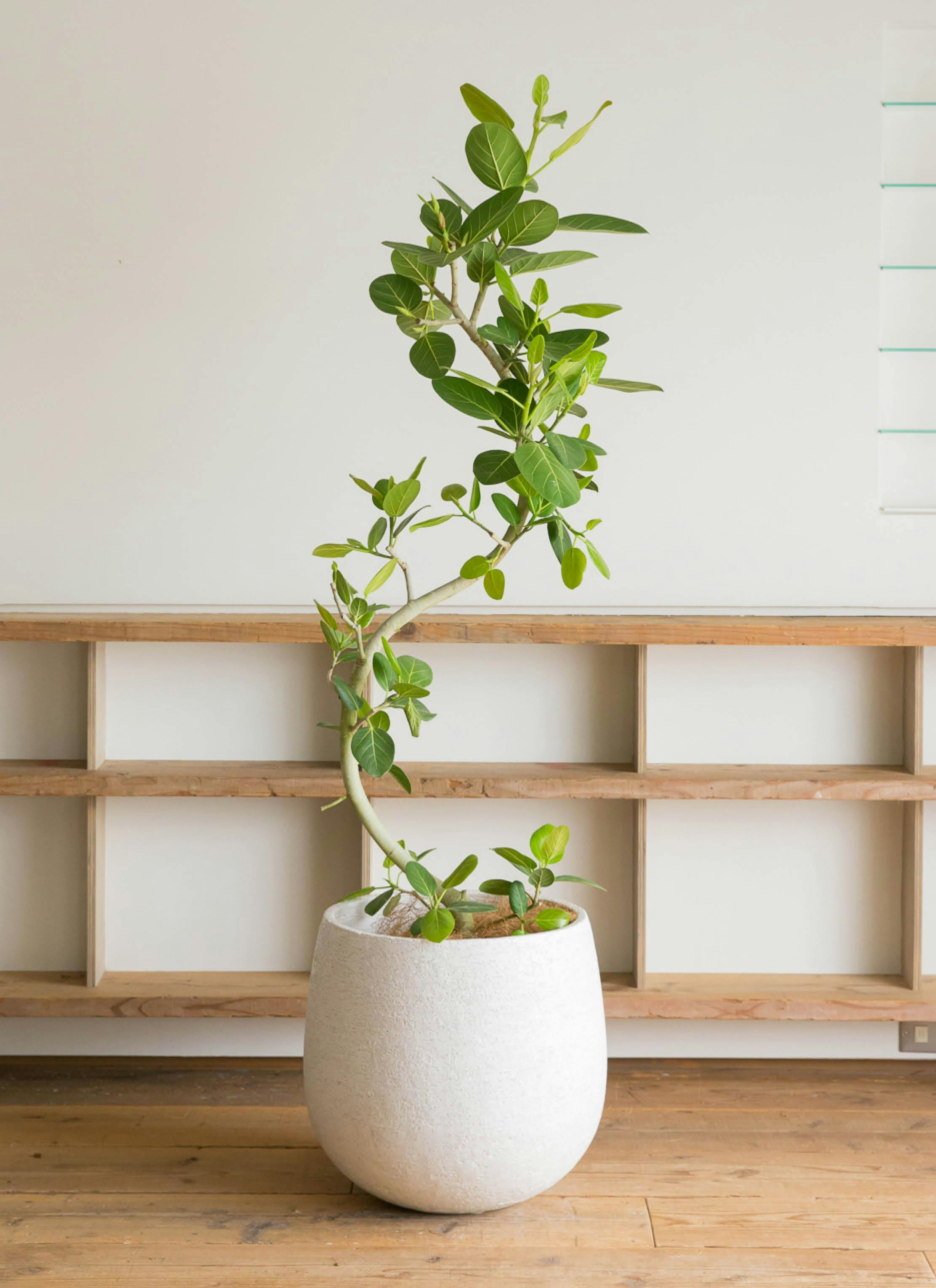 螺旋状ベンガレンシス 10号約1.7メートル 現品 フィカス