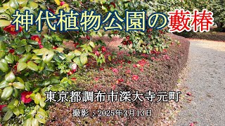 神代植物公園の藪椿 [4K] Camellia japonica in Jindai Botanical