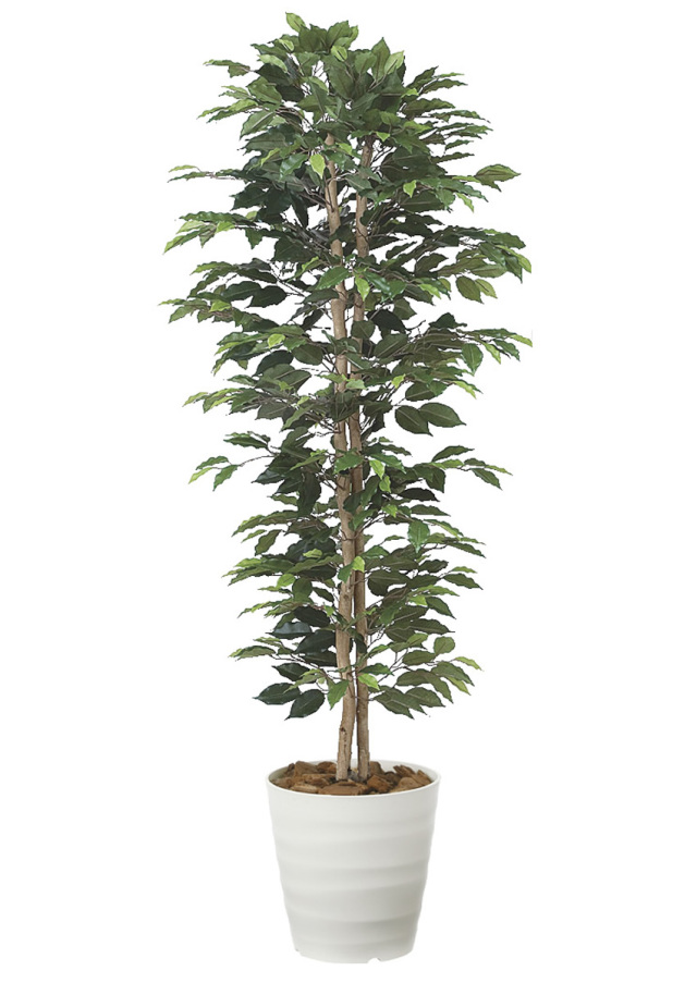 光触媒 光の楽園マウンテンアッシュ（下草付）1.3m【インテリア