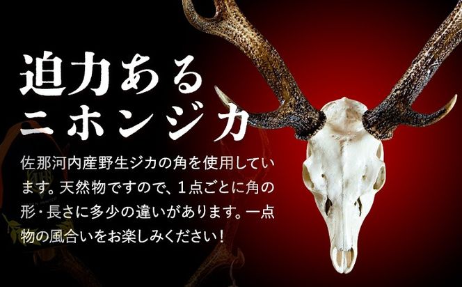 ニホンジカ頭骨付き角 壁掛け(中) 【配送不可地域あり】※離島不可 上野