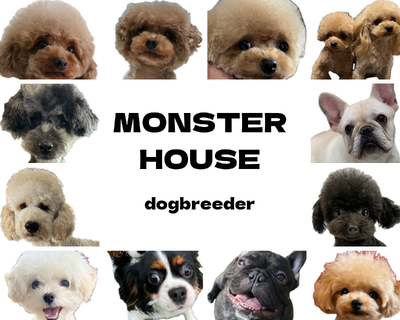 最新情報 - 徳島県トイプードルブリーダー MONSTER HOUSE
