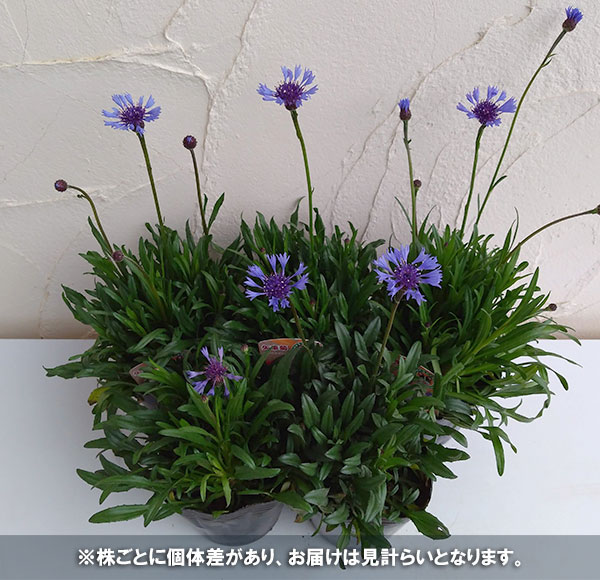 園芸ネット本店｜ヤグルマギク（矢車草）：ブルー4号ポット の通販【公式】