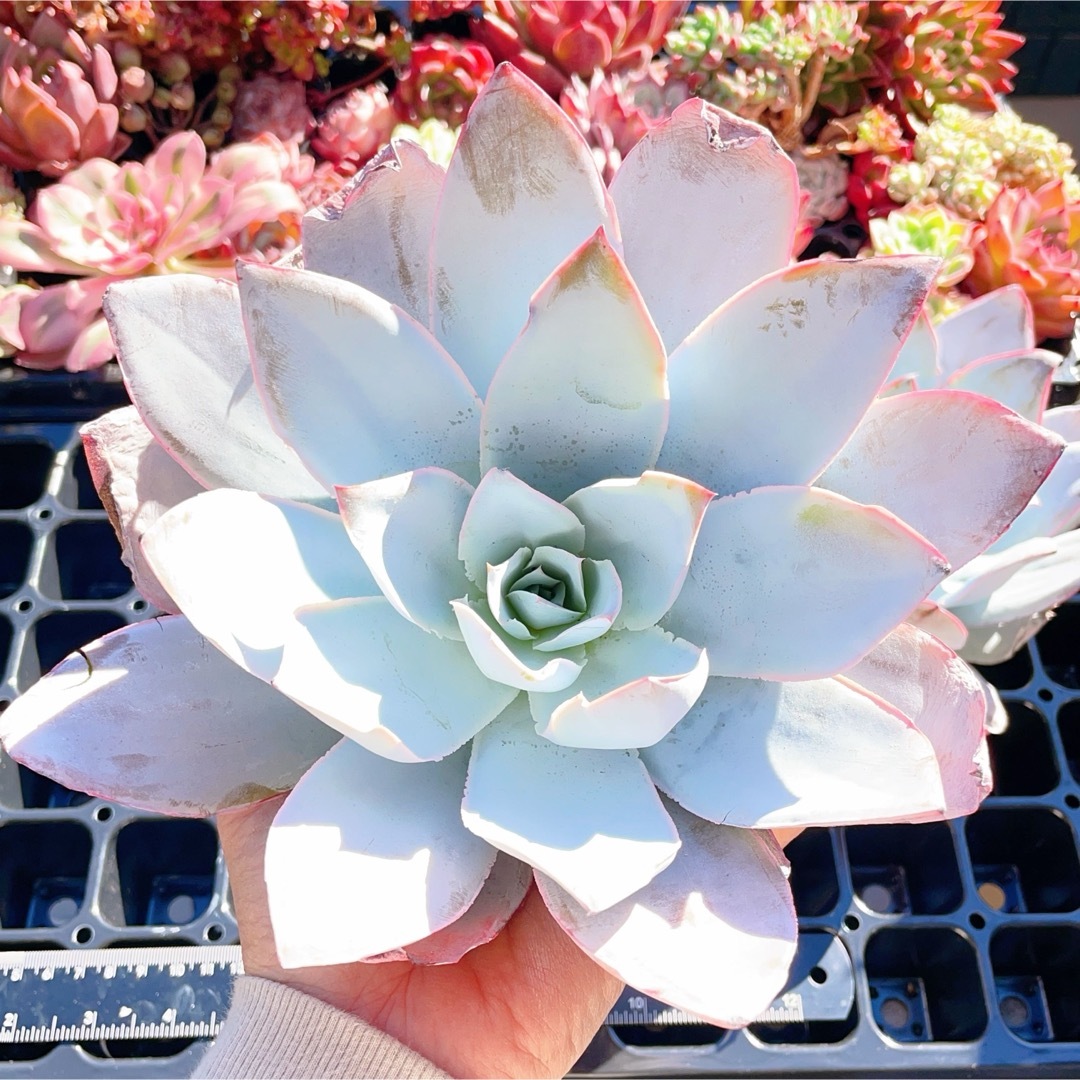 カンテ 特大苗 多肉植物の通販 by momo's shop｜ラクマ