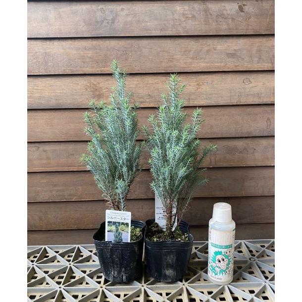 シルバースター（コニファー） 3寸ポット植え×2ポット 爆買 : 日本