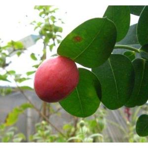 大株 チョコレートの木（カカオ）樹高40センチ程度 ：熱帯果樹苗