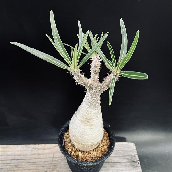 コーデックス：パキポディウム グラキリス 発根済*葉幅15cm 現品！一品