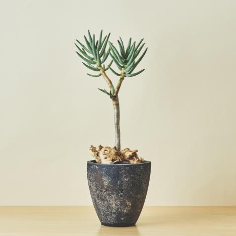 アローディア・プロセラ・綴化/盆栽、多肉植物、塊根植物、観葉植物