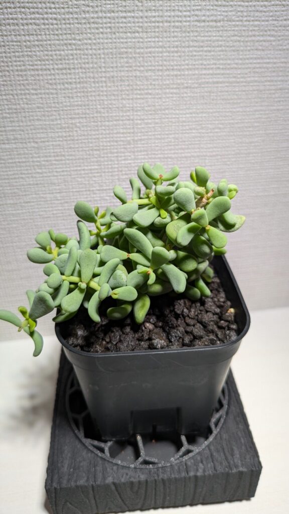 失敗しないケラリア・ピグマエアのメルカリでの選別方法【初心者でも