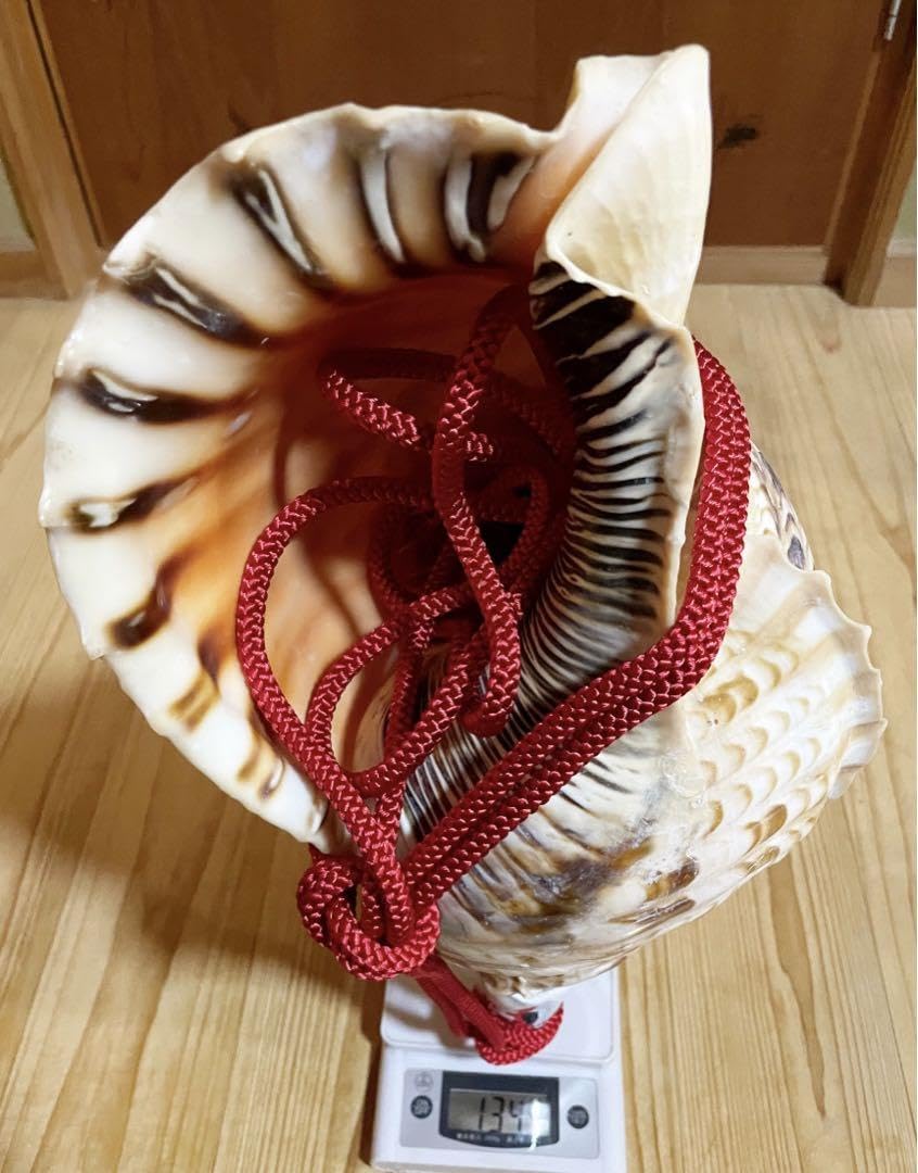 法螺貝 ホラガイ ほら貝 三伏 密教 魔除け 熊よけ Amazon.co.jp: 特大