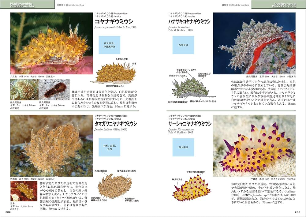 Amazon.com: 新版 ウミウシ: 特徴がひと目でわかる図解付き