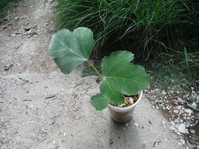 宮菜園-菜園観察記録-2022年導入品種（イチジク）