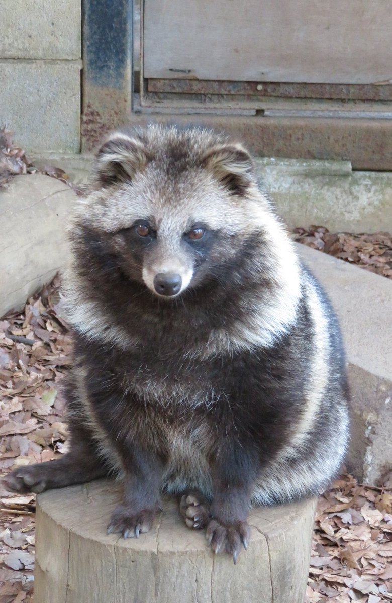 タヌタヌ (@T0M08639) / Posts / X