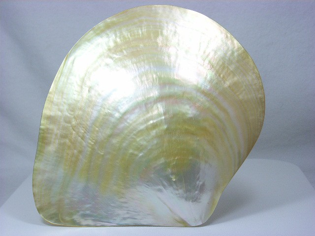 真珠貝 白蝶貝 シロチョウ貝 南洋真珠養殖母貝 : パールバロック