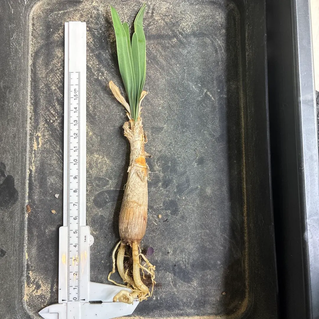 2026年最新】ブーファン ディスティチャの人気アイテム - メルカリ