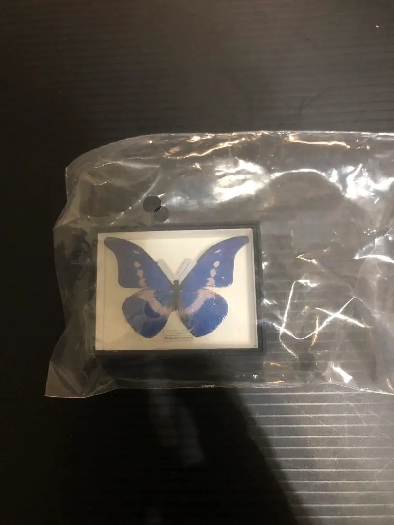 2026年最新】ヘレナモルフォの人気アイテム - メルカリ