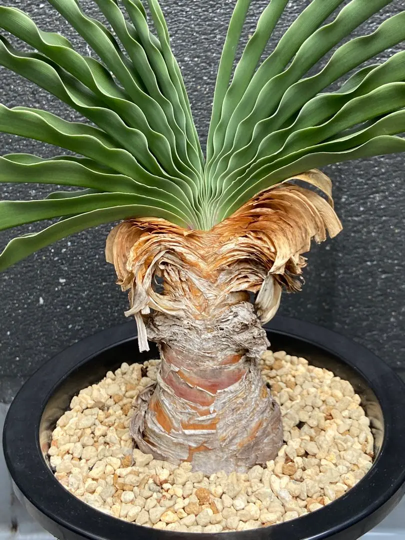 2026年最新】ブーファン ディスティチャの人気アイテム - メルカリ