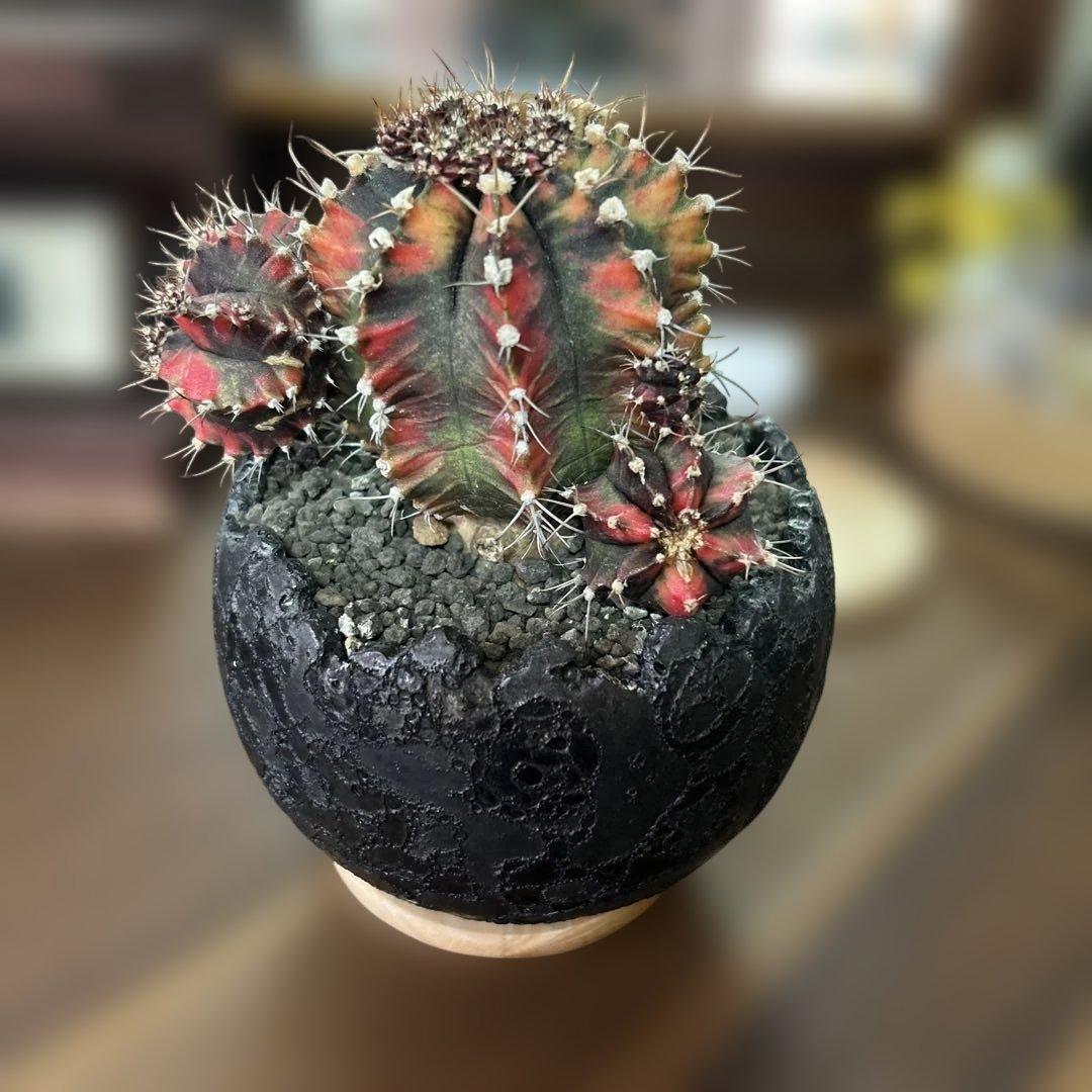 ギムノカリキウム 緋牡丹錦 × 中川智治 クレーターポット 鉢 ギムノカリキウム・緋牡丹錦 | trigger