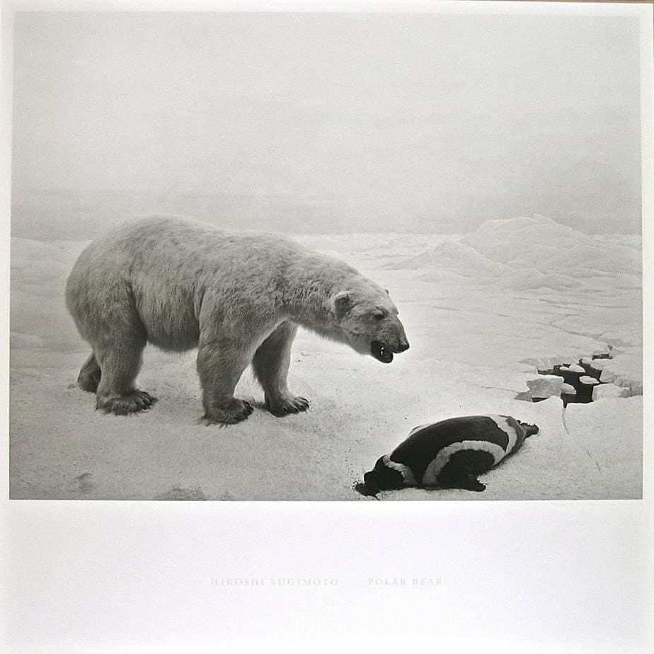杉本博司 ポスター POLAR BEAR SUGIMOTO Amazon.co.jp: 杉本博司 ポスター「POLAR BEAR」(ポーラー ベア