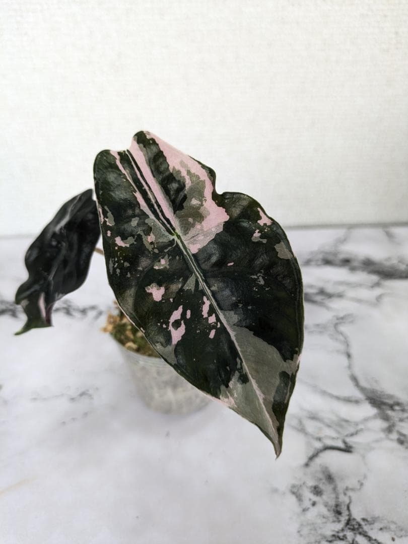 【レア】アロカシア　シャントリエリ　斑入り アロカシアシャントリエリピンク、最近開いた葉がとても魅力的🩷 購入