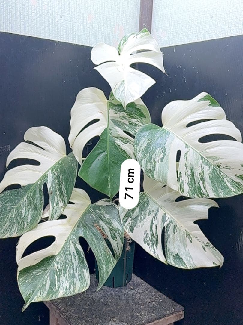 斑入りモンステラ ホワイトタイガー極美大株71cm白斑多 - メルカリ