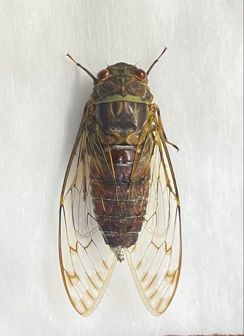 タイワンヒグラシ オス 標本 DNA抽出サンプル用冷凍セミ標本（イシガキヒグラシ・タイワンヒグラシ