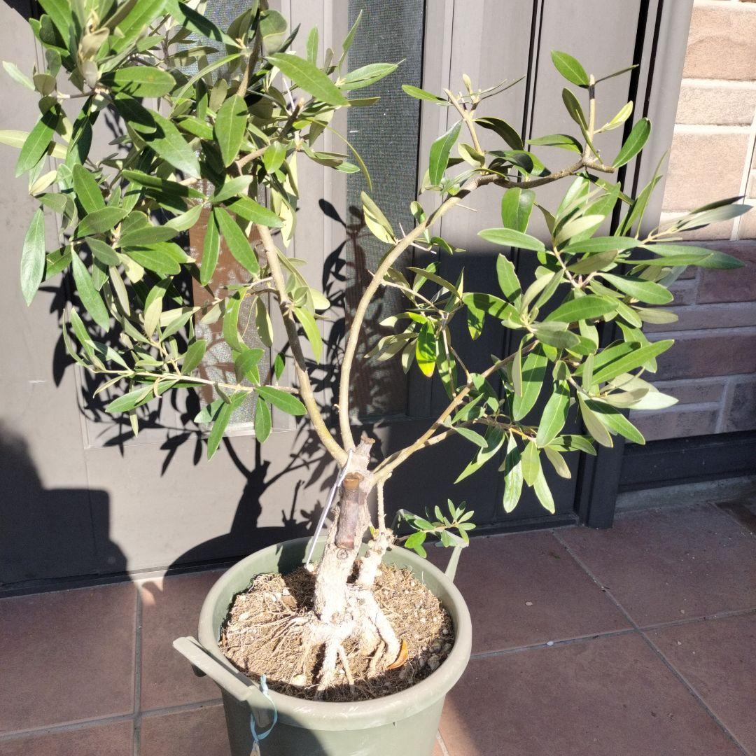 オリーブの木　ジャンボカラマタ　接ぎ木　小倉園 小倉園 オリーブ・カラマタ 接木 8号鉢 オリーブの木 鉢植え 庭木 超