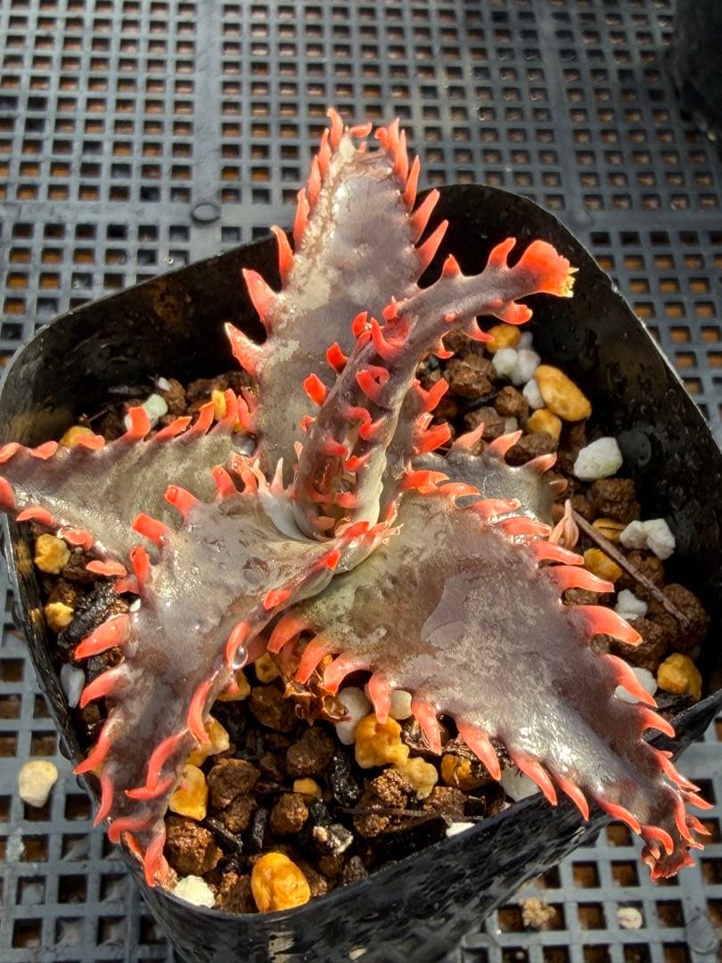 アロエ　ハイブリッド　Aloe hybrid 子株　第四種 F00385_Aloe Hybrid：アロエ・ハイブリッド（子株） | レアプランツ