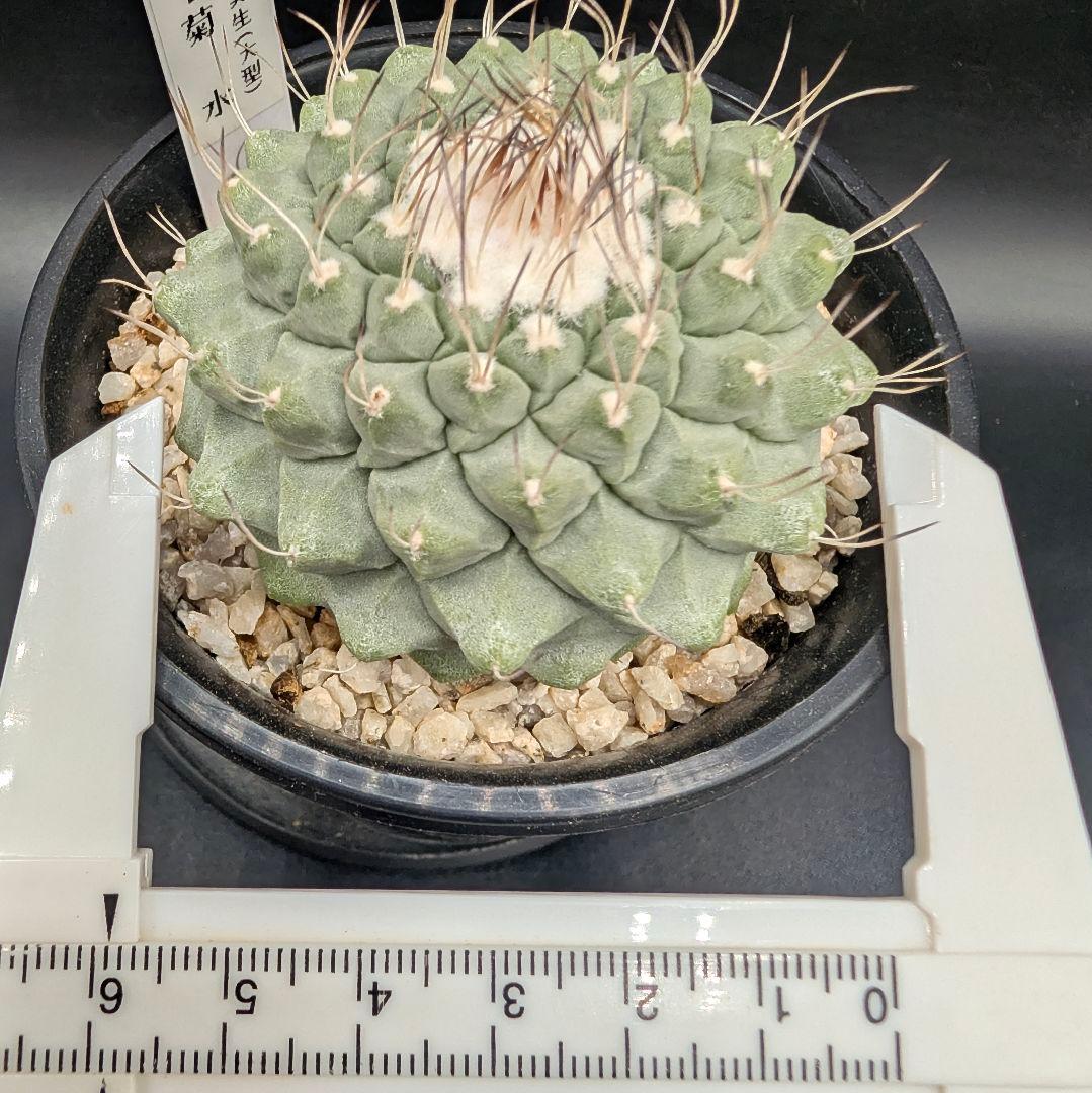 k*i様 C 菊水 大型タイプ 実生 美株 鉢植えメルカリ便送料込み