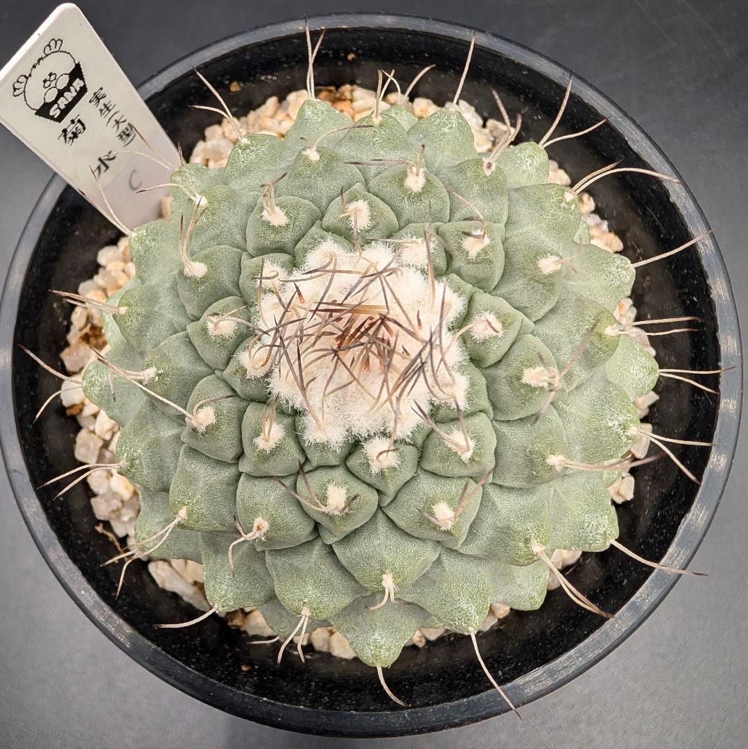 k*i様 C 菊水 大型タイプ 実生 美株 鉢植えメルカリ便送料込み