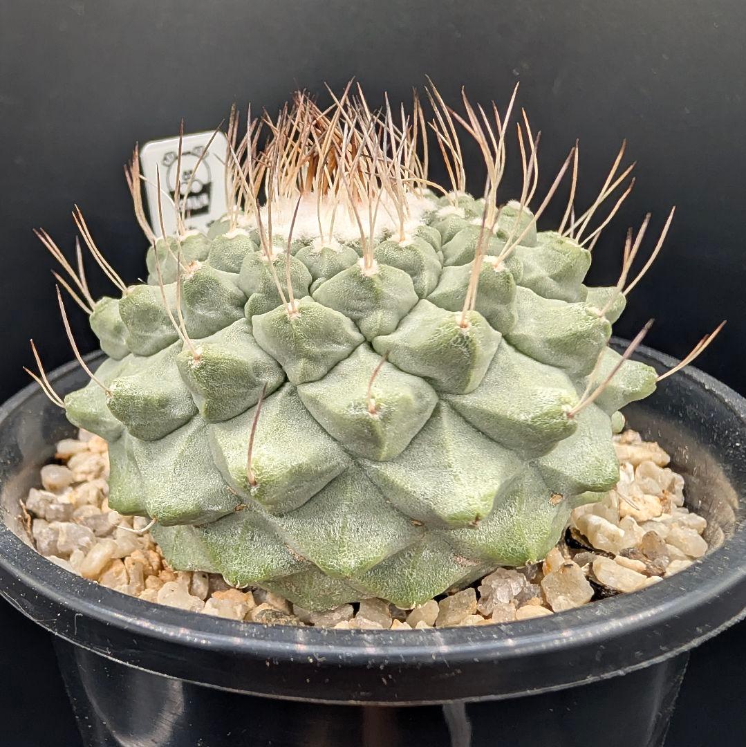 k*i様 C 菊水 大型タイプ 実生 美株 鉢植えメルカリ便送料込み