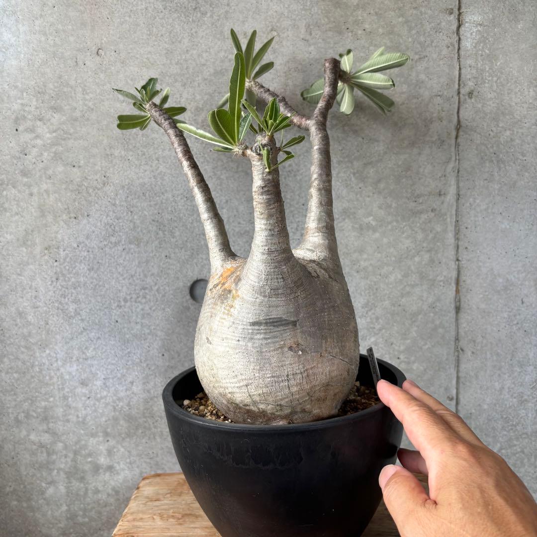 Masaさん専用グラキリス＋センナメリディオナリス and_plants ◀︎見るだけで枯らさなくなる センナメリディオナリス