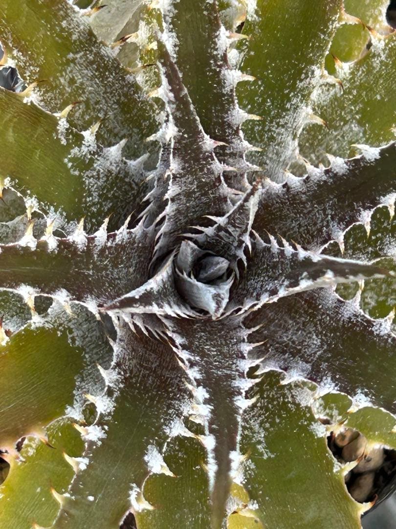 DBディッキア Dyckia Bill Baker hybrid #222 ⑴ - メルカリ
