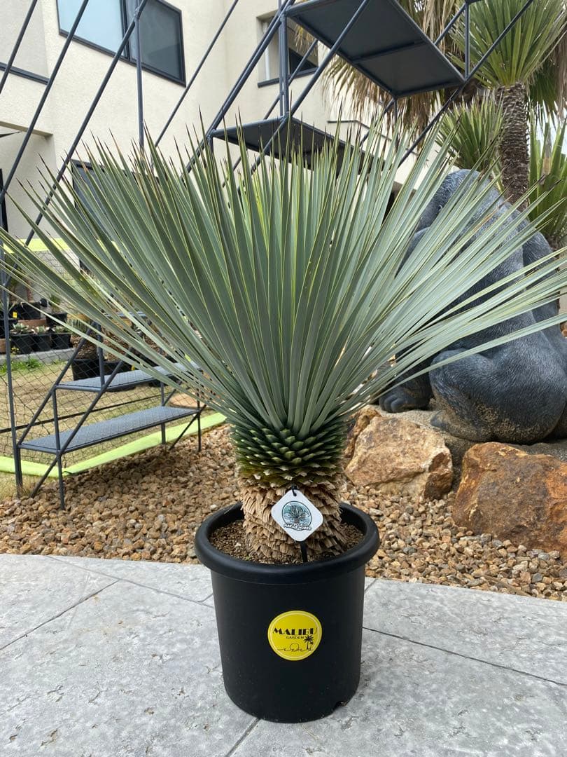 ユッカロストラータver.ロスト　1 ユッカロストラータ | STORES