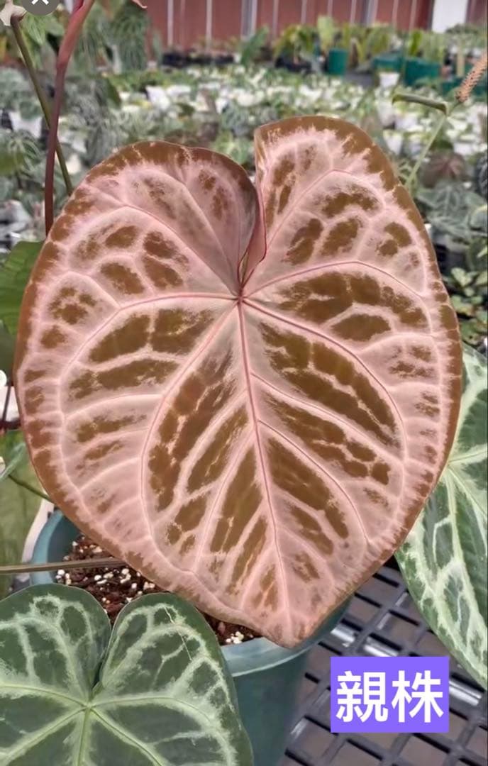 Anthurium Pink lemonade ULTRA✖️レッドクリスタリナム 🩷Anthurium 'Pink Lemonade'【Ultra】🩷 @silverkromegardens #aroid