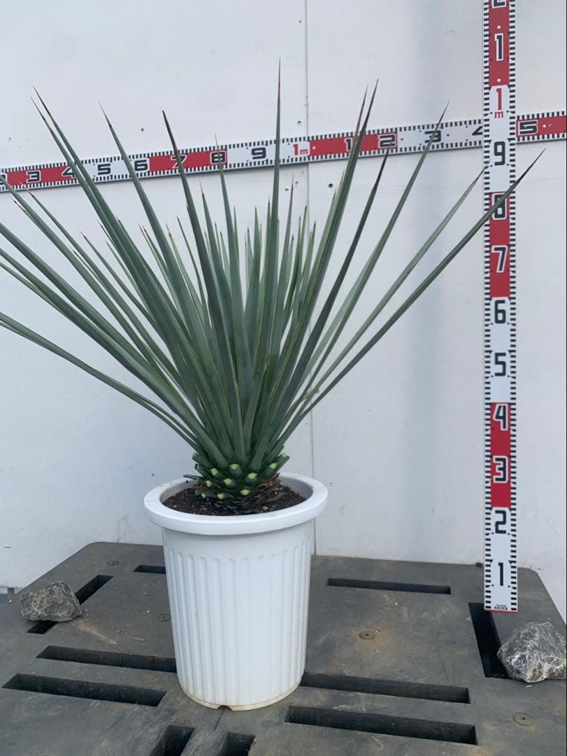 s*n様 ユッカ　リギダ　白鉢 imgrc0113406191.jpg