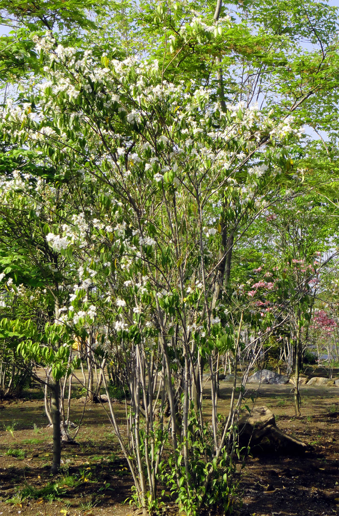 優雅にそよぐ。。山採りハイノキ。 優雅にそよぐ。。山採りハイノキ